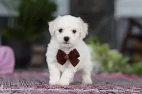 Bruno, a male Bichon Frise for sale in Sugarcreek, OH – Photo 3 of 10