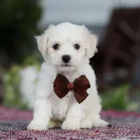 Bruno, a male Bichon Frise for sale in Sugarcreek, OH – Photo 4 of 10
