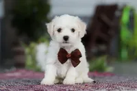 Bruno, a male Bichon Frise for sale in Sugarcreek, OH – Photo 4 of 10