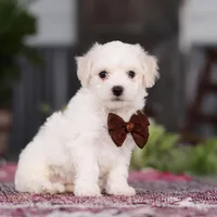 Bruno, a male Bichon Frise for sale in Sugarcreek, OH – Photo 6 of 10