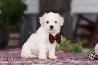 Bruno, a male Bichon Frise for sale in Sugarcreek, OH – Photo 6 of 10