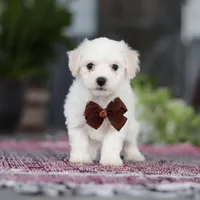 Bruno, a male Bichon Frise for sale in Sugarcreek, OH – Photo 9 of 10