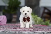 Bruno, a male Bichon Frise for sale in Sugarcreek, OH – Photo 9 of 10