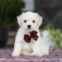 Bruno, a male Bichon Frise for sale in Sugarcreek, OH – Photo 1 of 10