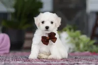 Bruno, a male Bichon Frise for sale in Sugarcreek, OH – Photo 1 of 10