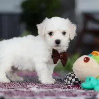 Bruno, a male Bichon Frise for sale in Sugarcreek, OH – Photo 5 of 10