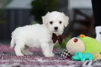 Bruno, a male Bichon Frise for sale in Sugarcreek, OH – Photo 5 of 10