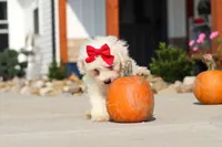 Daisy, a female Bichon Frise for sale in Sugarcreek, OH – 7 of 9