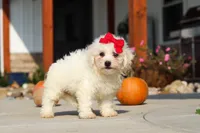Daisy, a female Bichon Frise for sale in Sugarcreek, OH – 6 of 9