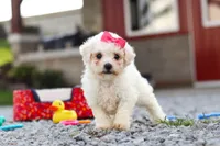 Lily, a female Bichon Frise for sale in Sugarcreek, OH – 8 of 9