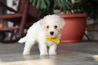 Rocky, a male Bichon Frise for sale in Sugarcreek, OH – 6 of 10