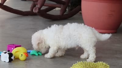 Rocky, a male Bichon Frise for sale in Sugarcreek, OH – 10 of 10