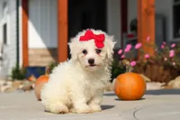 Daisy, a female Bichon Frise for sale in Sugarcreek, OH – 4 of 9