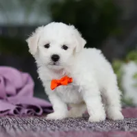 Bryce, a male Bichon Frise for sale in Sugarcreek, OH – Photo 6 of 7
