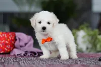 Bryce, a male Bichon Frise for sale in Sugarcreek, OH – Photo 6 of 7