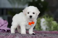 Bryce, a male Bichon Frise for sale in Sugarcreek, OH – Photo 4 of 7