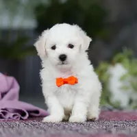 Bryce, a male Bichon Frise for sale in Sugarcreek, OH – Photo 5 of 7