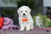 Bryce, a male Bichon Frise for sale in Sugarcreek, OH – Photo 5 of 7