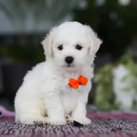 Bryce, a male Bichon Frise for sale in Sugarcreek, OH – Photo 3 of 7