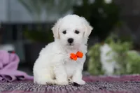 Bryce, a male Bichon Frise for sale in Sugarcreek, OH – Photo 3 of 7