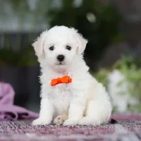 Bryce, a male Bichon Frise for sale in Sugarcreek, OH – Photo 2 of 7