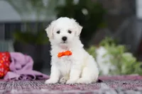 Bryce, a male Bichon Frise for sale in Sugarcreek, OH – Photo 2 of 7