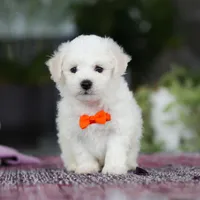 Bryce, a male Bichon Frise for sale in Sugarcreek, OH – Photo 1 of 7