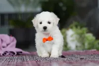 Bryce, a male Bichon Frise for sale in Sugarcreek, OH – Photo 1 of 7