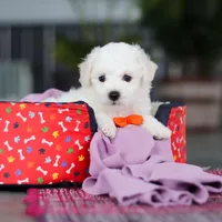 Bryce, a male Bichon Frise for sale in Sugarcreek, OH – Photo 7 of 7