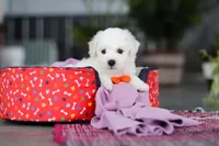 Bryce, a male Bichon Frise for sale in Sugarcreek, OH – Photo 7 of 7