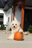 Daisy, a female Bichon Frise for sale in Sugarcreek, OH – 8 of 9