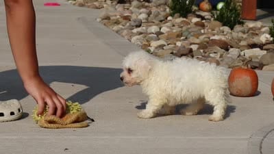 Daisy, a female Bichon Frise for sale in Sugarcreek, OH – 9 of 9