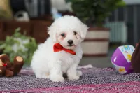 Lucky, a male Bichon Frise for sale in Sugarcreek, OH – Photo 6 of 8