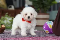 Lucky, a male Bichon Frise for sale in Sugarcreek, OH – Photo 2 of 8