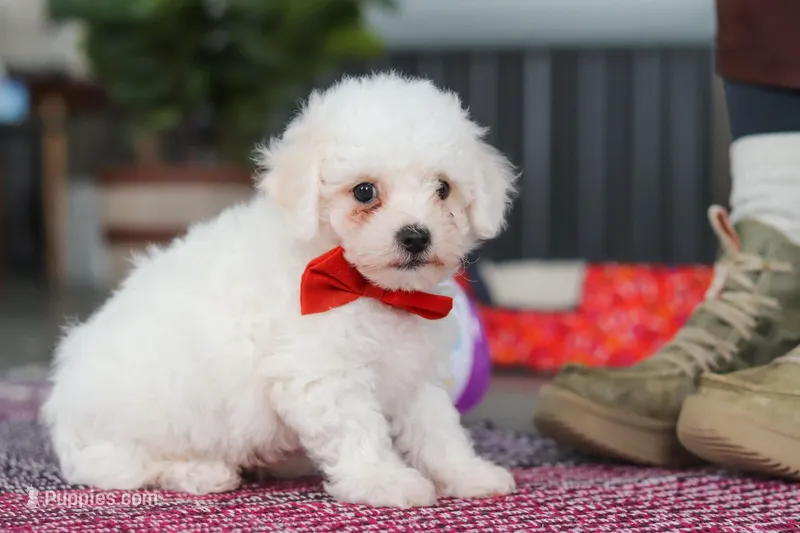 Lucky – Bichon Frise puppy for sale in Sugarcreek, OH