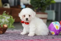 Lucky, a male Bichon Frise for sale in Sugarcreek, OH – Photo 4 of 8