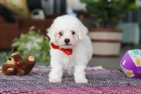 Lucky, a male Bichon Frise for sale in Sugarcreek, OH – Photo 3 of 8