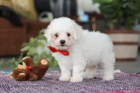 Lucky, a male Bichon Frise for sale in Sugarcreek, OH – Photo 5 of 8