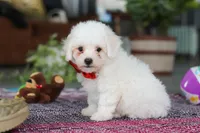 Lucky, a male Bichon Frise for sale in Sugarcreek, OH – Photo 7 of 8