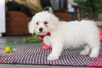Ranger, a male Bichon Frise for sale in Sugarcreek, OH – Photo 4 of 6