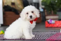 Ranger, a male Bichon Frise for sale in Sugarcreek, OH – Photo 2 of 6