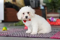Ranger, a male Bichon Frise for sale in Sugarcreek, OH – Photo 6 of 6