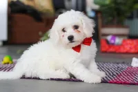Ranger, a male Bichon Frise for sale in Sugarcreek, OH – Photo 1 of 6