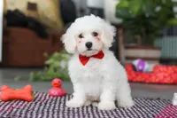 Ranger, a male Bichon Frise for sale in Sugarcreek, OH – Photo 5 of 6