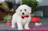 Ranger, a male Bichon Frise for sale in Sugarcreek, OH – Photo 3 of 6