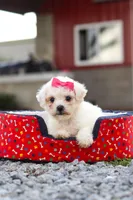 Lily, a female Bichon Frise for sale in Sugarcreek, OH – 6 of 9