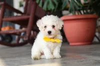 Rocky, a male Bichon Frise for sale in Sugarcreek, OH – 9 of 10