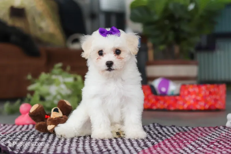 Lily – Bichon Frise puppy for sale in Sugarcreek, OH