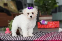 Lily, a female Bichon Frise for sale in Sugarcreek, OH – Photo 5 of 6