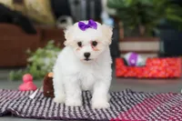 Lily, a female Bichon Frise for sale in Sugarcreek, OH – Photo 3 of 6